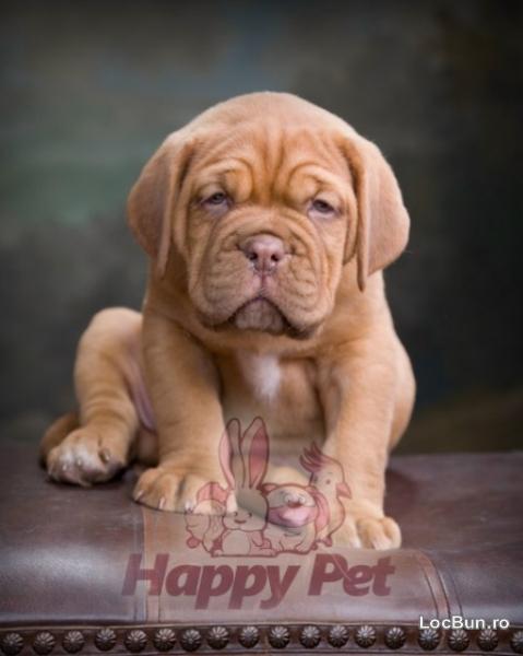 Fotografie Vand dog de bordeauxB BV IS CT GL CJ TM CV SM