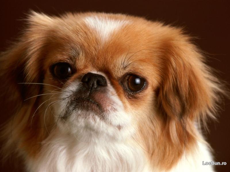 Fotografie Vand spaniel tibetan B BV IS CT GL CJ TM CV SM Oradea
