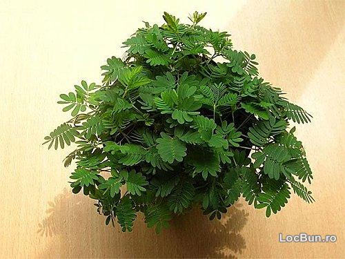 Fotografie Mimosa pudica planta miscatoare!