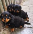 Pui de rottweiler
