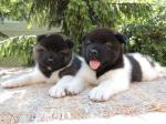 Vand akita american B BV IS CT GL CJ TM CV SM