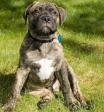 Vand caini bull mastiff B BV IS CT CJ GL CJ TM CV