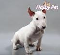 Vand caini bullterrier B BV IS CT CJ GL CJ TM CV