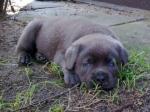 Vand caini cane corso B BV IS CT CJ GL CJ TM CV