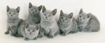 Vand pisici chartreux B BV IS CT CJ GL CJ TM CV