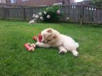 Vand caini chow chow B BV IS CT GL CJ TM CV SM