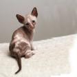Vand cornish rex B BV IS CT GL CJ TM CV SM
