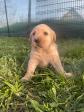 De vanzare catei Labrador